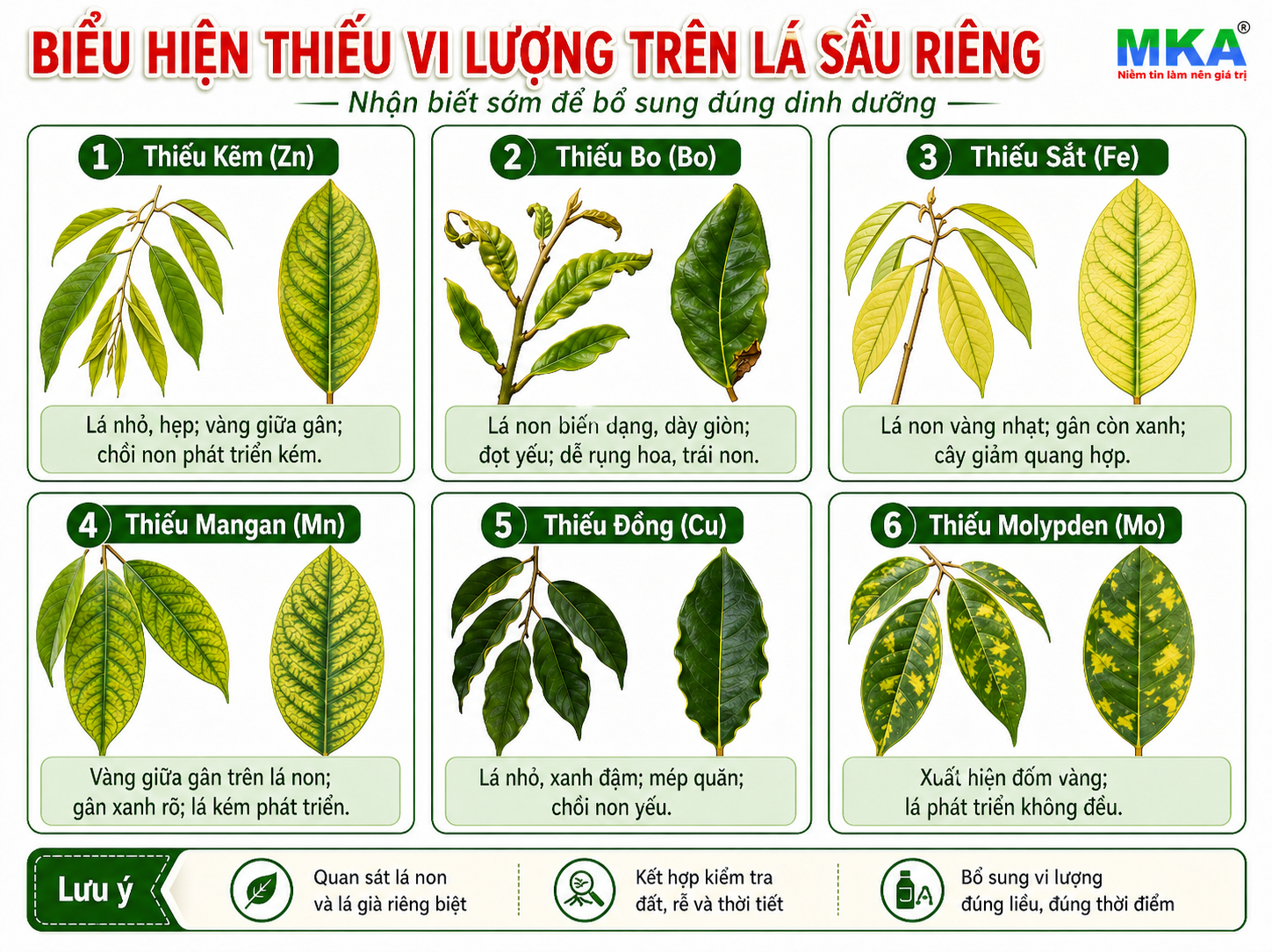 Biểu hiện thiếu vi lượng trên sầu riêng